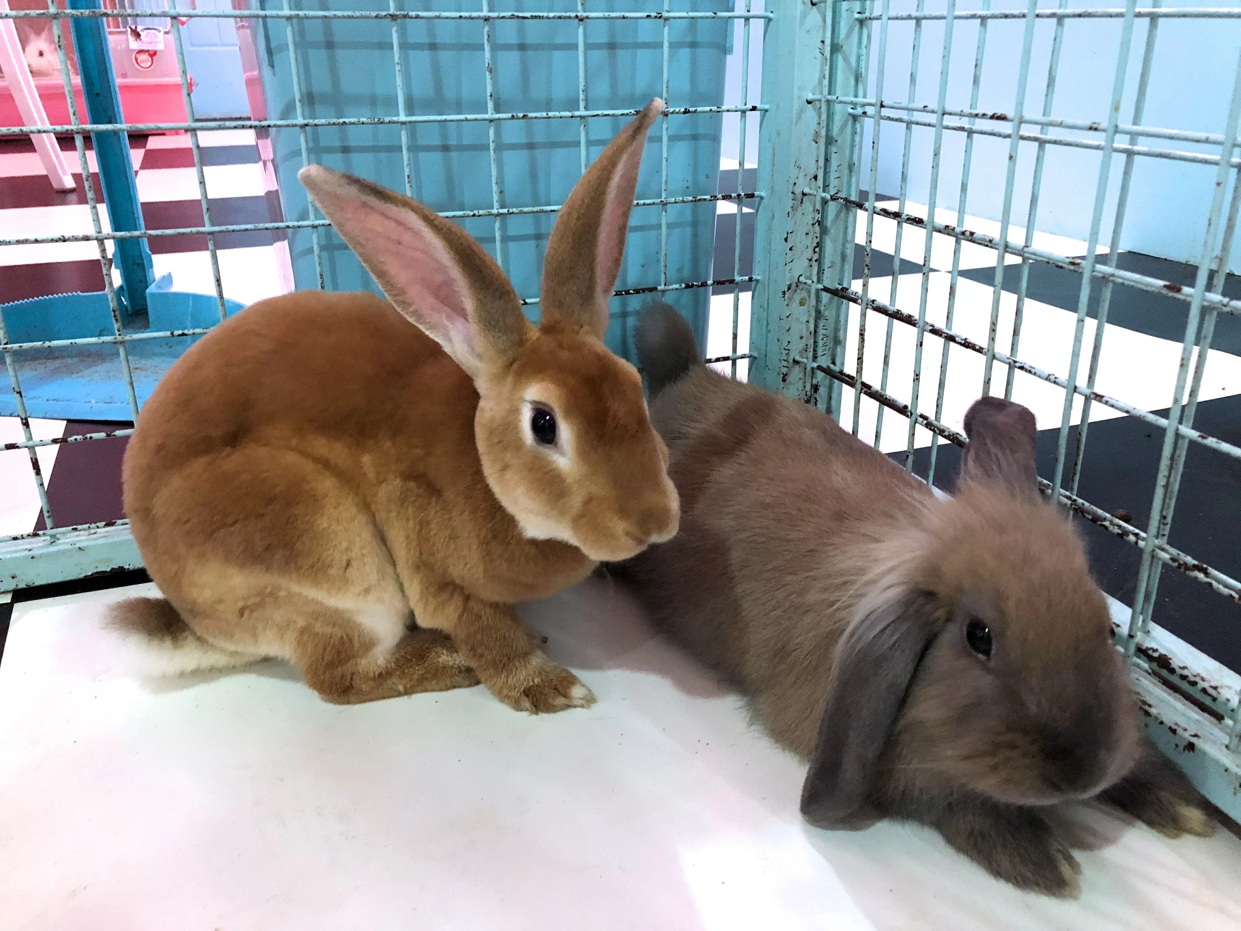 Bunny Cafe in Seoul