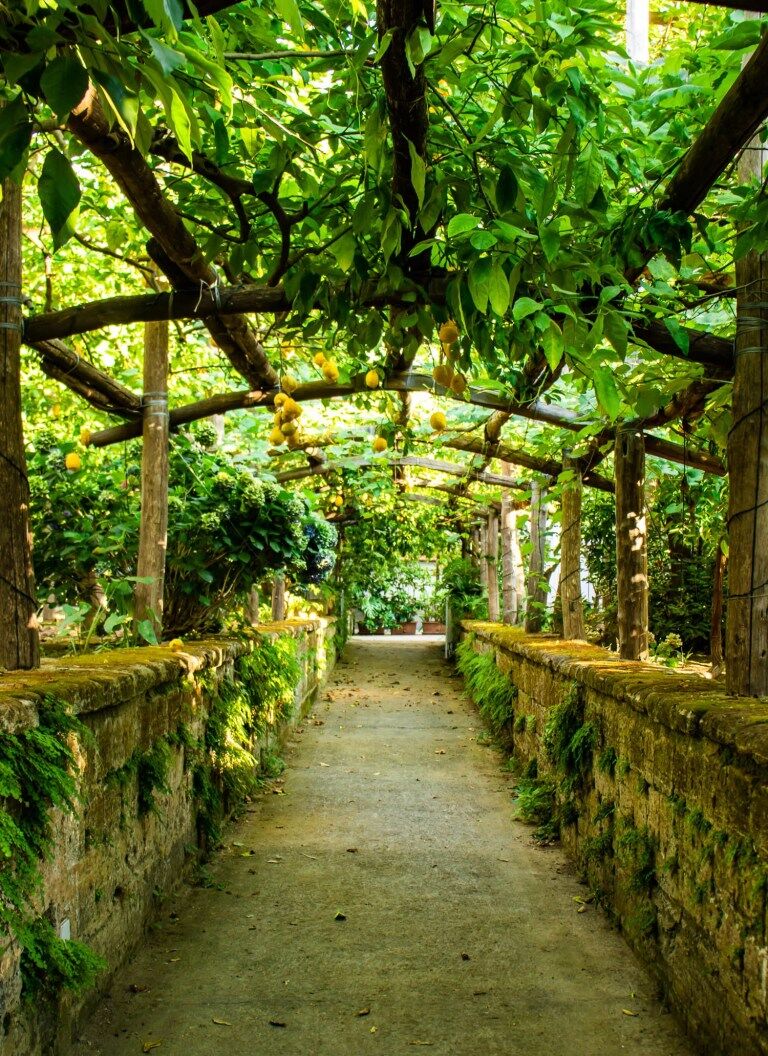 The Lemon Grove in Sorrento, Italy